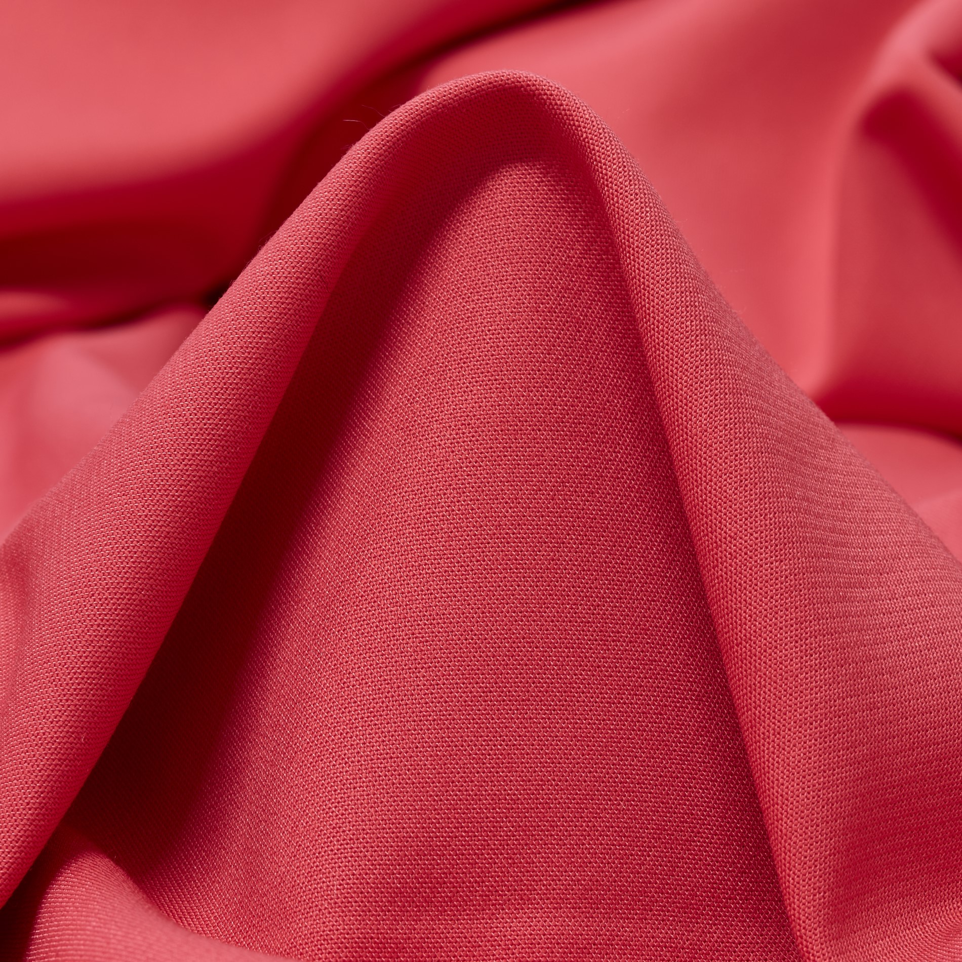 Cotone, Deep Sea Coral (F000033482)