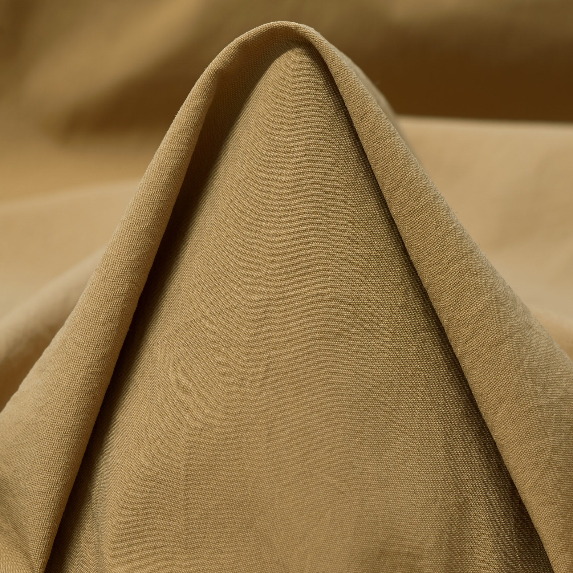 OUTDOOR, WRINKLY, CORNSTALK (F000044775)