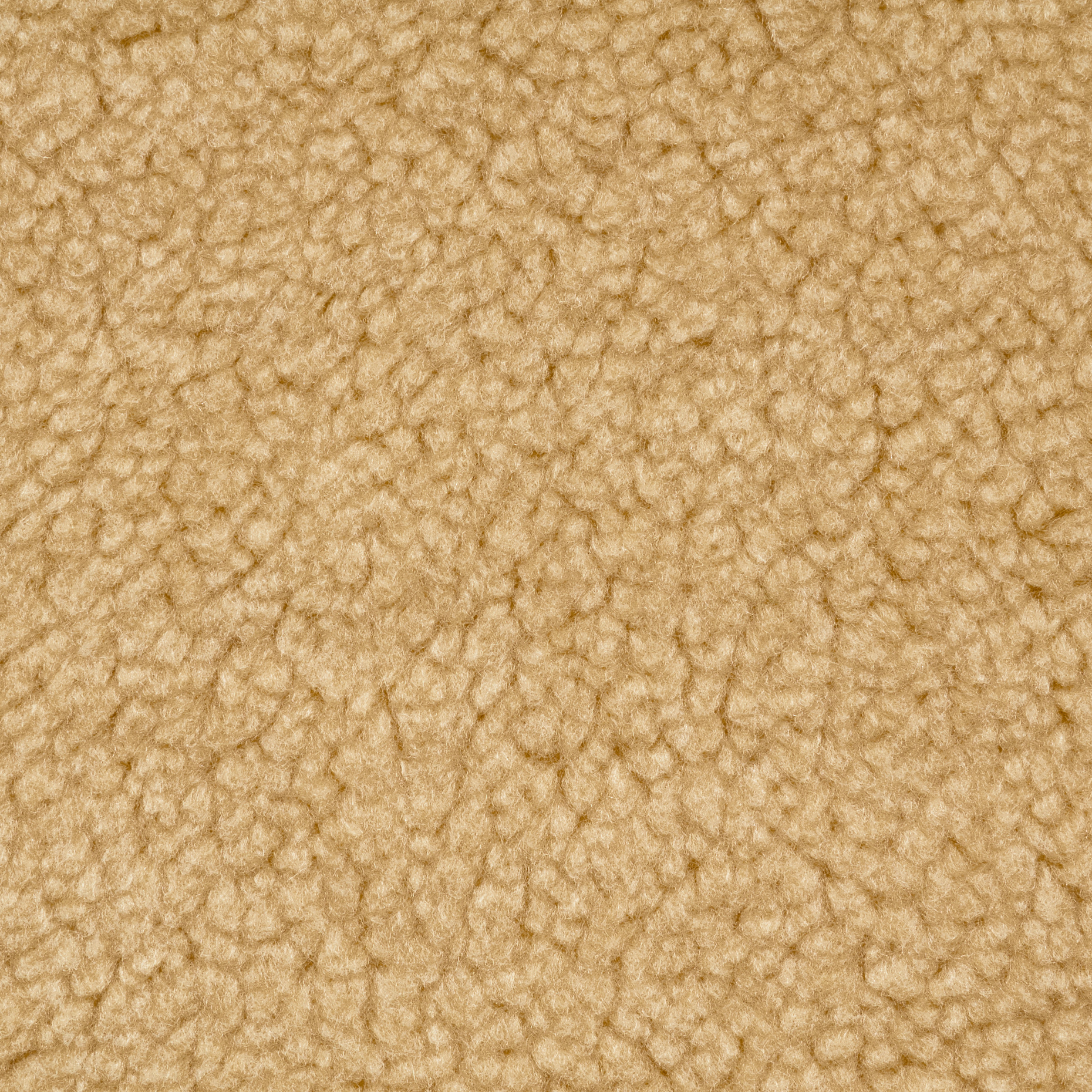 Teddy, Biscotti (F000046633) - Texture